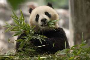 Li y Qing van a EE.UU.: la diplomacia china del panda está de regreso - Mundo - ABC Color