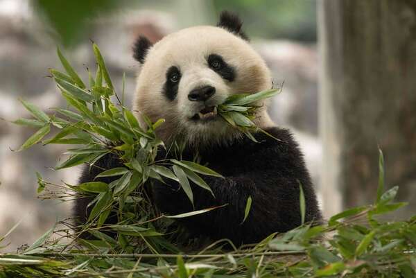 Li y Qing van a EE.UU.: la diplomacia china del panda está de regreso - Mundo - ABC Color
