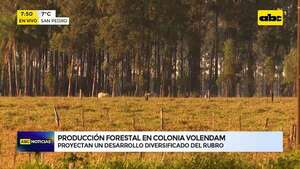 Abc Rural: producción forestal en Colonia Volendam - ABC TV - ABC Color