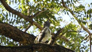 Video: Pájaro campana hace resonar su cautivador canto en reserva de la Itaipú