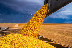 Argentina obtiene habilitaci贸n sanitaria clave para comenzar a exportar ma铆z a China - Revista PLUS