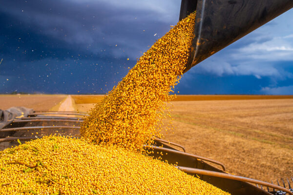 Argentina obtiene habilitaci贸n sanitaria clave para comenzar a exportar ma铆z a China - Revista PLUS