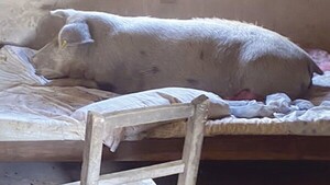 Por el frío hizo dormir a su “kure burro” en una cama