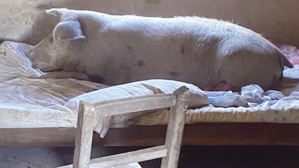 Por el frío hizo dormir a su “kure burro” en una cama