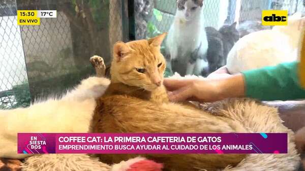 Coffee Cat: la primera cafetería de gatos de Paraguay - Ensiestados - ABC Color