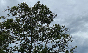 Anuncia Meteorología, clima frío a fresco y soleado para este jueves - OviedoPress