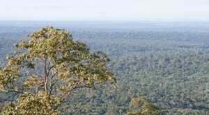 Aprueban ley para protección de bosques nativos