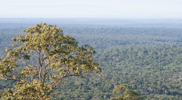 Aprueban ley para protección de bosques nativos