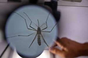 Con 8 millones de casos de dengue, la epidemia en las Américas no tiene precedentes - Mundo - ABC Color