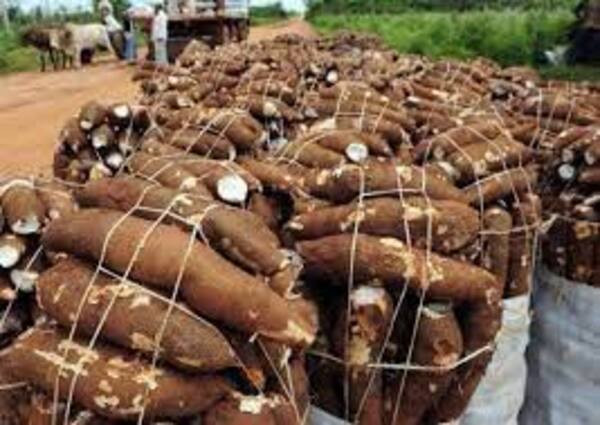 Productores de mandioca reclaman mejor precio