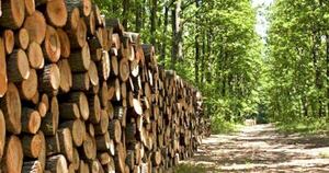 La Nación / AFD proyecta un fondo de inversión forestal con apoyo del Banco Mundial