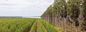 Implementan protocolo de intervención conjunta para proteger bosques nativos - MarketData