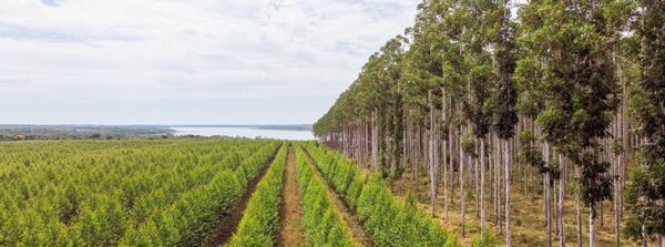 Implementan protocolo de intervención conjunta para proteger bosques nativos - MarketData