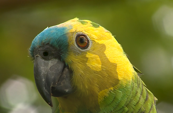 SNT Al Natural: Loros del Paraguay - SNT