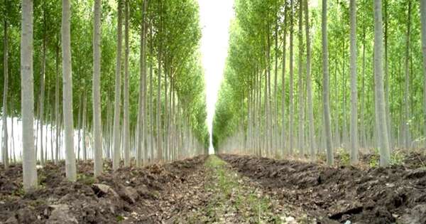 La Nación / AFD proyecta fondo de inversión forestal con apoyo del Banco Mundial