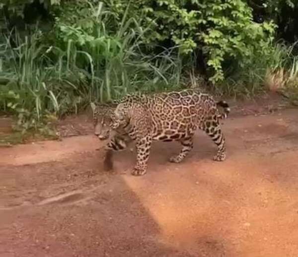 Video: avistan yaguareté en un camino rural - ABC en el Este - ABC Color
