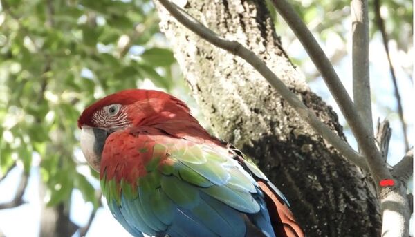 Día Mundial del Loro: Su origen, importancia y otras curiosidades