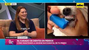 Video: el cuidado de dientes en perros - Ensiestados - ABC Color