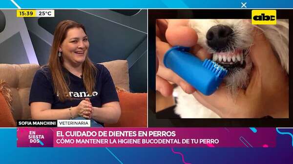 Video: el cuidado de dientes en perros - Ensiestados - ABC Color