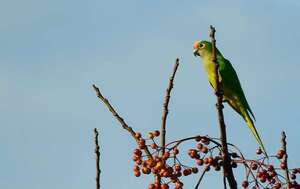 Loros en Paraguay: cuántas especies hay y cómo cuidarlas - Nacionales - ABC Color