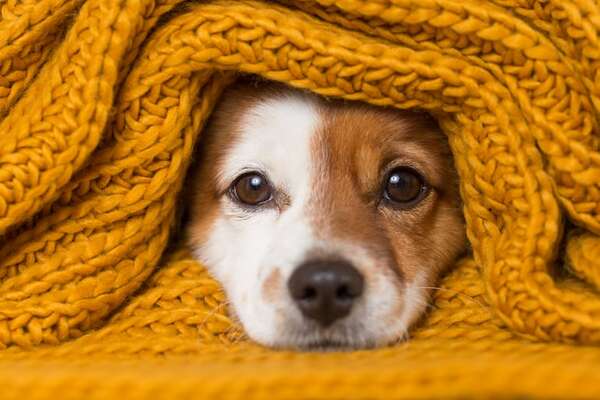 Consejos para proteger a tu perro chico de las bajas temperaturas - Mascotas - ABC Color