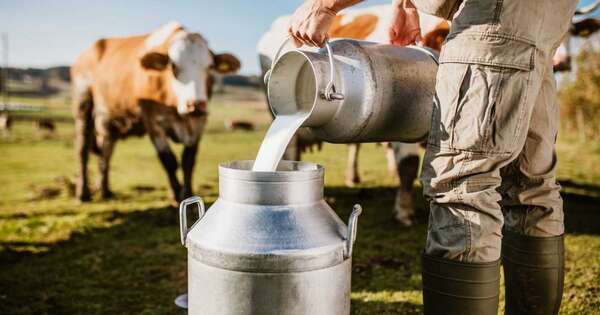 La Nación / Día Mundial de la Leche: cadena de valor de gran impacto en la economía paraguaya