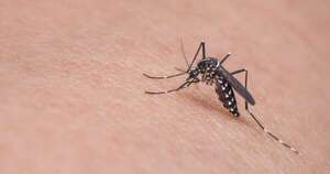 Diario HOY | Notificaciones de dengue en franco descenso, reporta Salud
