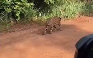 Filmaron a un feroz jaguareté que que se iba “quejando” mientras caminaba