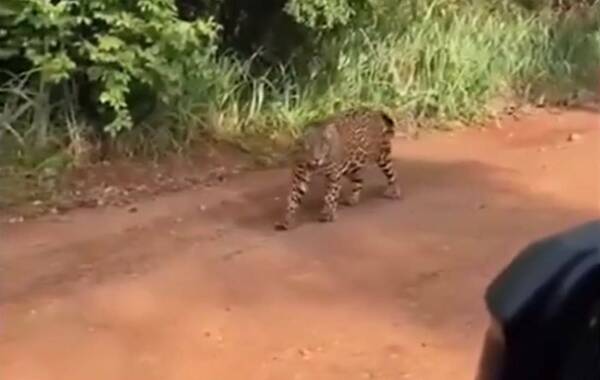 Filmaron a un feroz jaguareté que que se iba “quejando” mientras caminaba