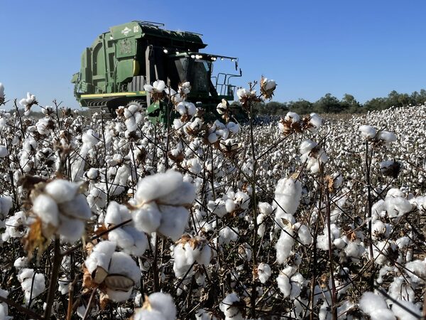 Algodón: este año menos producción que el año pasado en el Chaco