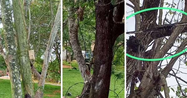 La Nación / Cable suelto en una plaza causa muerte de una niña