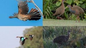 Resolución del Mades: Suman más de 2.000 firmas contra la caza de animales silvestres