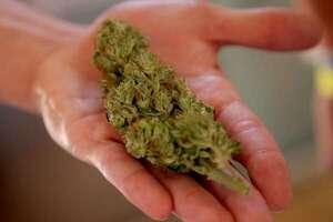 Mamá Cultiva Paraguay insiste en despenalizar el autocultivo del cannabis medicinal - Nacionales - ABC Color