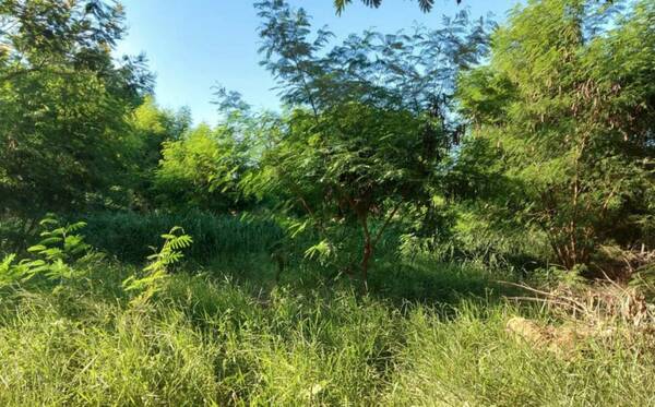 Encontraron un cuerpo sin vida tirado en un matorral: llamaron la atención los objetos que llevaba