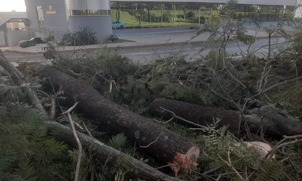 Otra vez frente a Agrofértil, talan añosos árboles y asestan feroz crimen ambiental a CDE