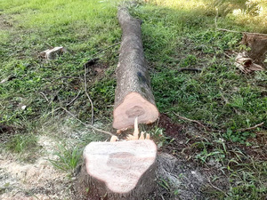 Derriban más árboles para el estacionamiento de Agrofértil - La Clave