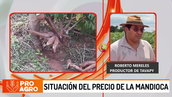 Productores de Tavapy se suman al reclamo de mejores precios para la mandioca - Megacadena - Diario Digital
