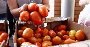 La Nación / Precio del tomate sigue por “las nubes”, mientras se prevé buena cosecha