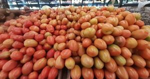 Diario HOY | Se dispara precio del tomate: “En Argentina está como G. 50.000 el kilo”