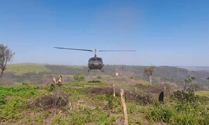Anulan 517 mil kilos de marihuana en seis días – Prensa 5