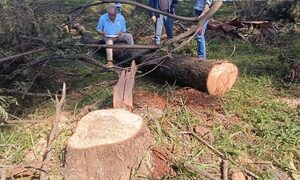 Funcionario de Tape Porã denunció la tala frente a Agrofértil, pero nadie interviene