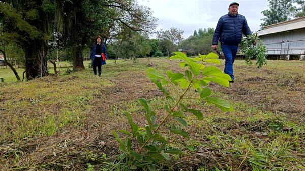 Preparan la competencia Plantatón 2024