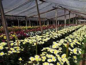 Turismo interno: Cabañas, paraíso de flores para disfrutar el próximo finde largo - Viajes - ABC Color