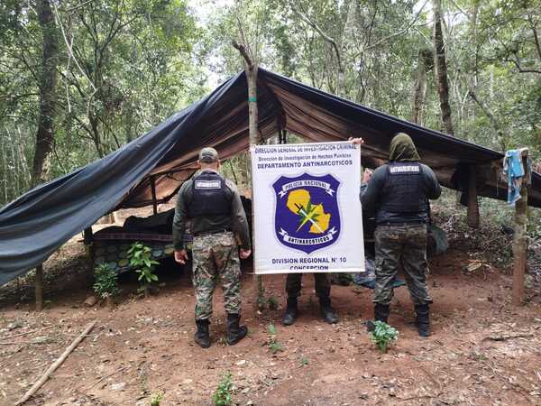 Desmantelan campamentos y decomisan cinco toneladas de marihuana en Reserva Natural