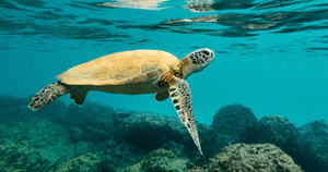 Cambio climático agrava la situación de las especies migratorias