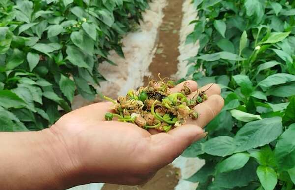 Producción de tomate y morrón son afectadas por el clima en Capitán Miranda - Economía - ABC Color