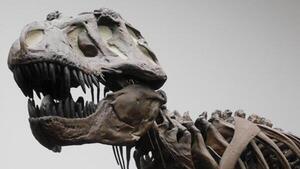 El hallazgo de un T-Rex adolescente puede revelar porqué era el rey de los dinosaurios