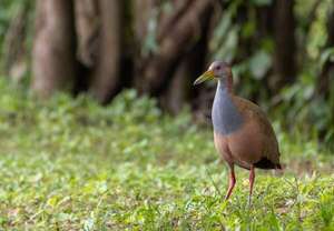 Caza deportiva habilitada: Mades autoriza caza de especies de aves nativas y genera polémica - Nacionales - ABC Color
