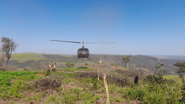 'Nueva Alianza 44' anuló 517 mil kilos de marihuana en 6 días