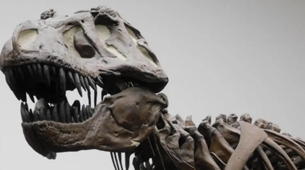 El hallazgo de un T-Rex adolescente puede revelar porqué era el rey de los dinosaurio